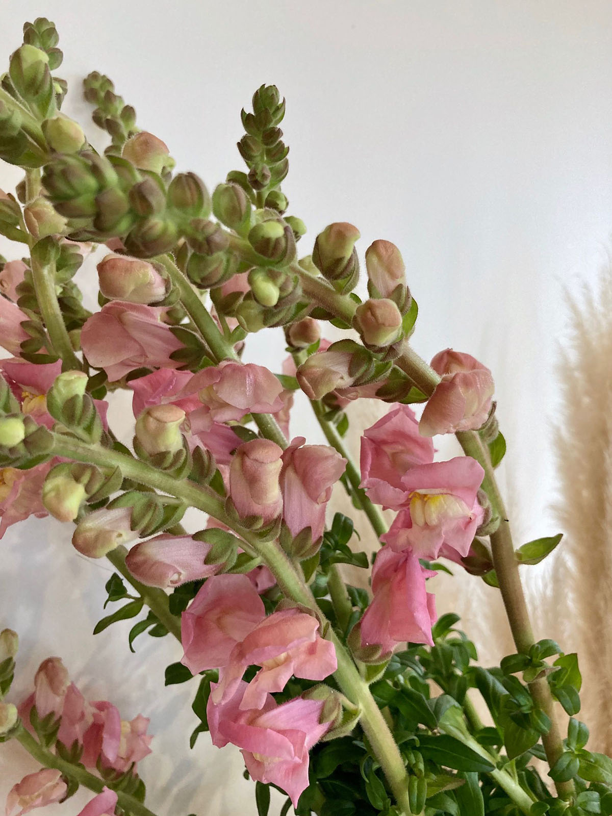 20 Flowers That Fit Into Your Genuine Pink Color Palette - Antirrhinum Pink 1
