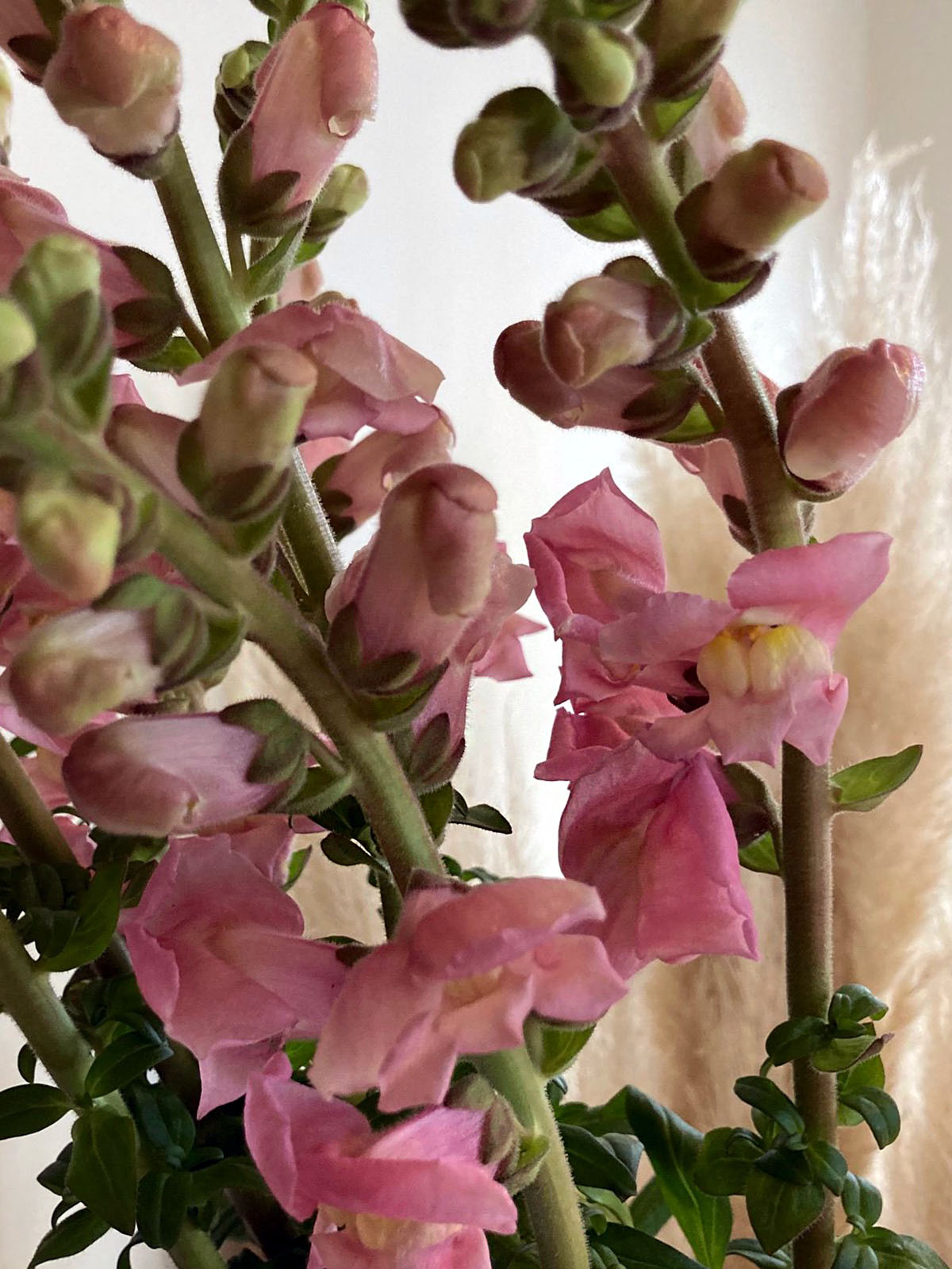 20 Flowers That Fit Into Your Genuine Pink Color Palette - Antirrhinum Pink 2