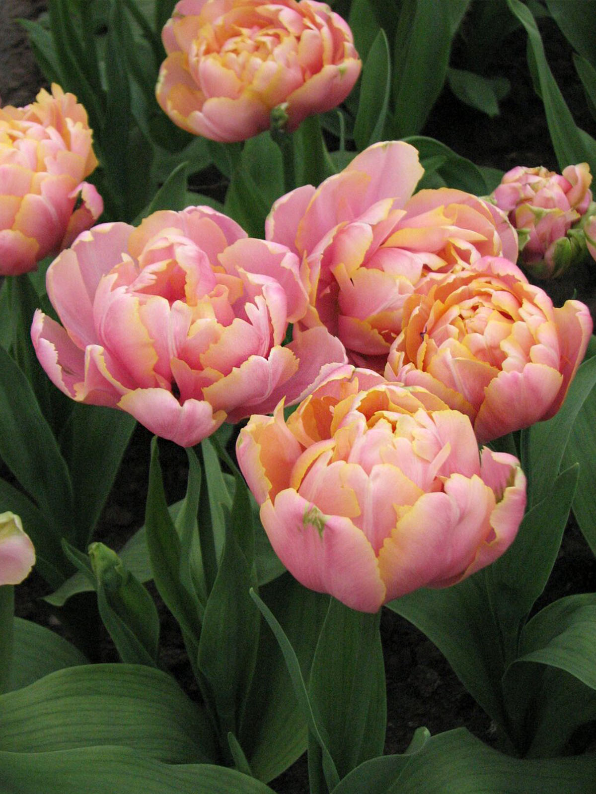 20 Flowers That Fit Into Your Genuine Pink Color Palette - Tulip Pink Star 1