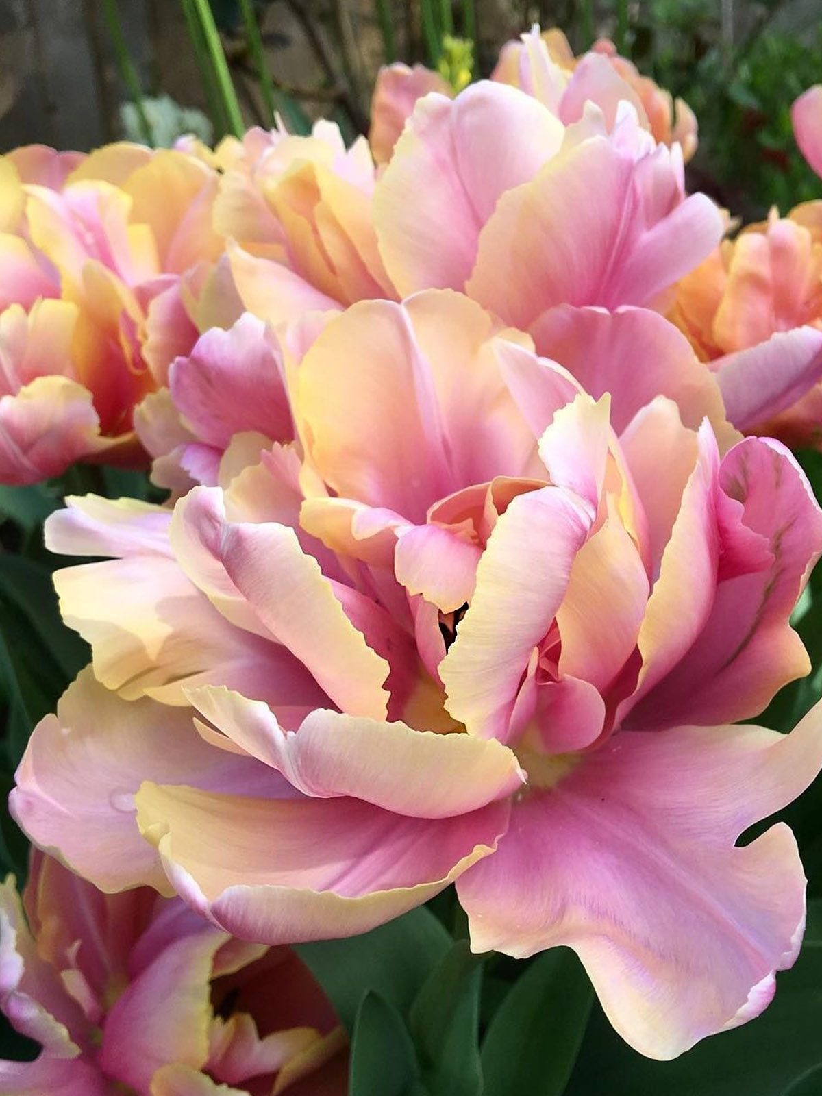 20 Flowers That Fit Into Your Genuine Pink Color Palette - Tulip Pink Star 2