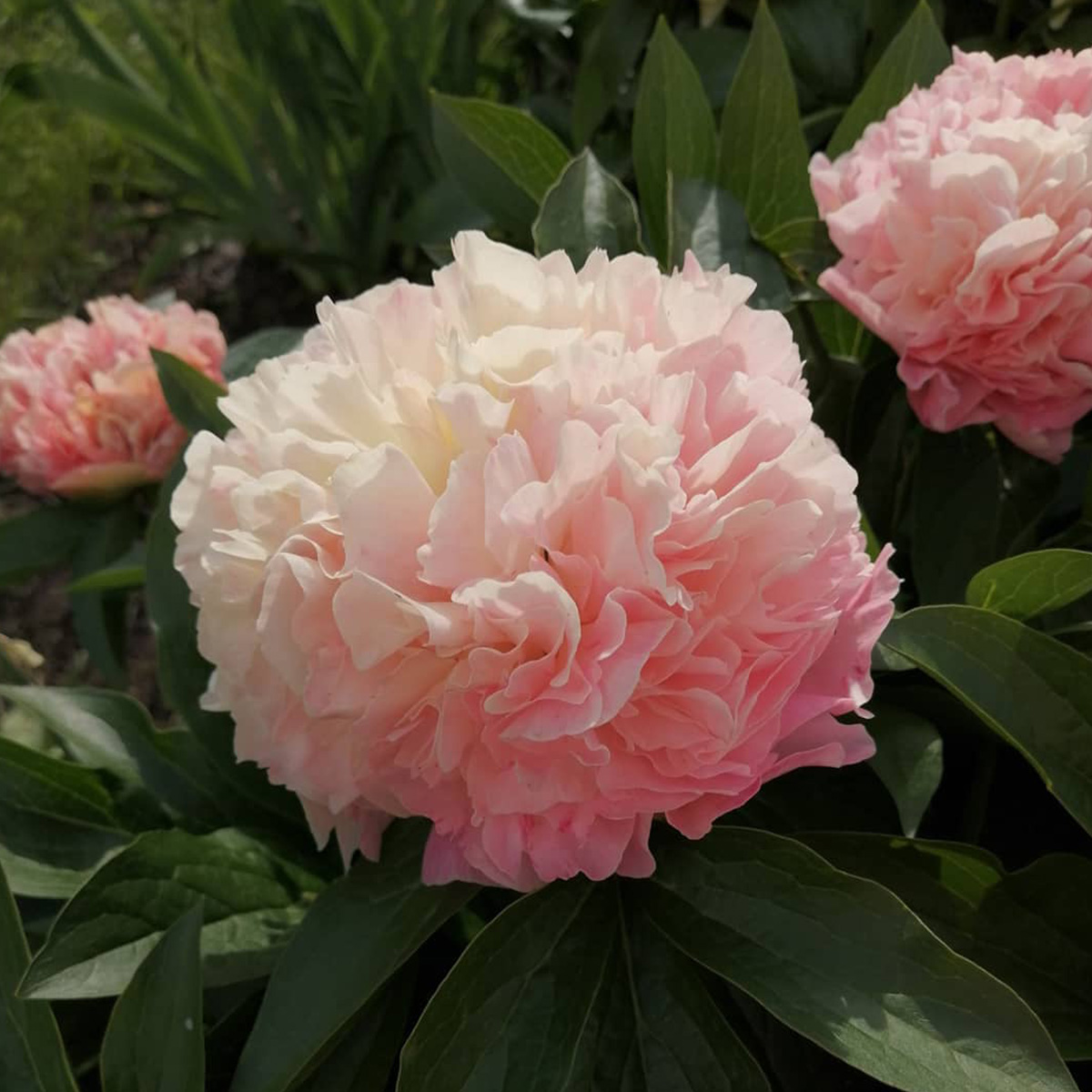 20 Flowers That Fit Into Your Genuine Pink Color Palette - Peony Lois' Choice 1