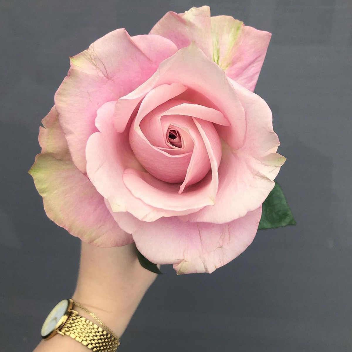 20 Flowers That Fit Into Your Genuine Pink Color Palette - Rose Secret Garden 2
