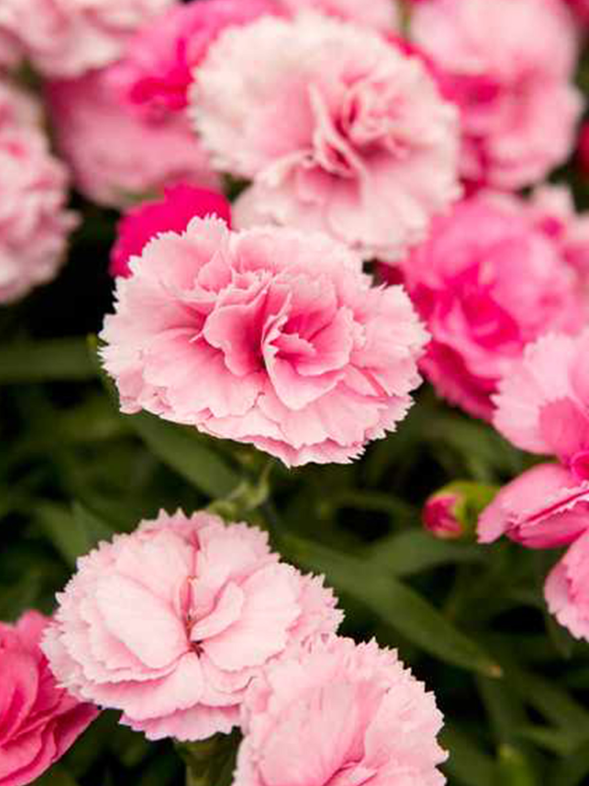 20 Flowers That Fit Into Your Genuine Pink Color Palette - Dianthus Pink 1