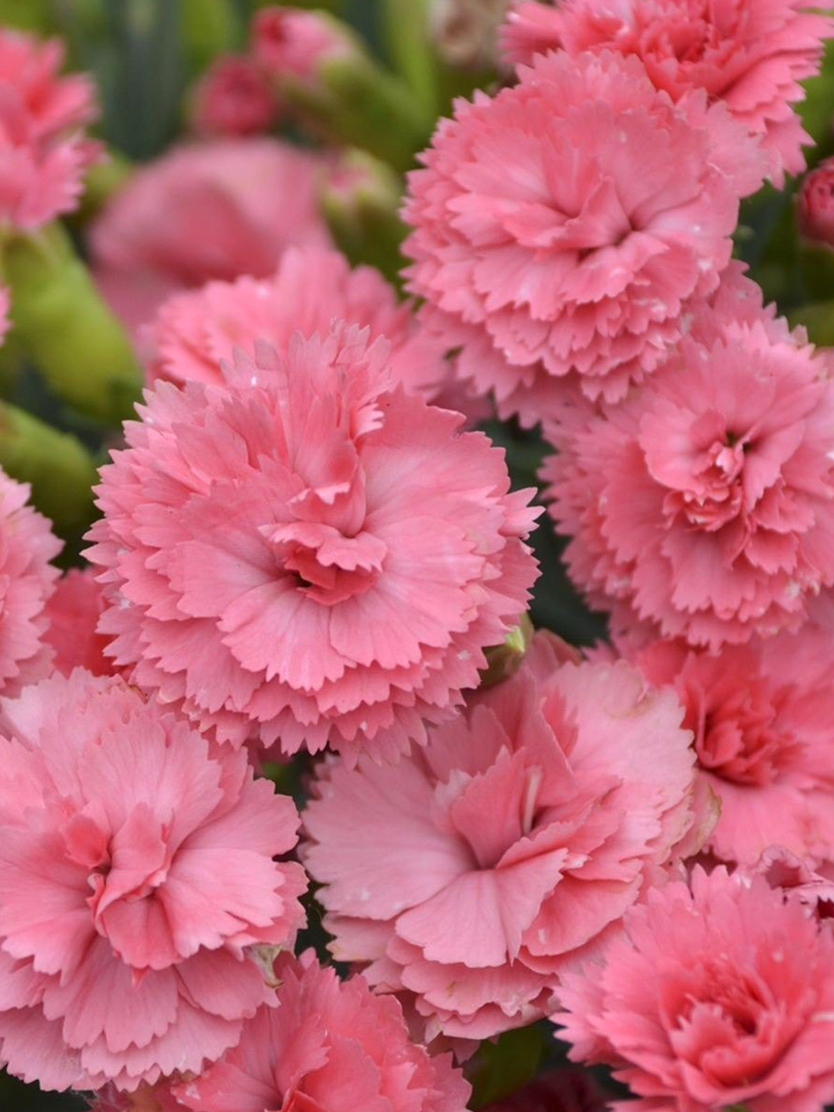 20 Flowers That Fit Into Your Genuine Pink Color Palette - Dianthus Pink 2