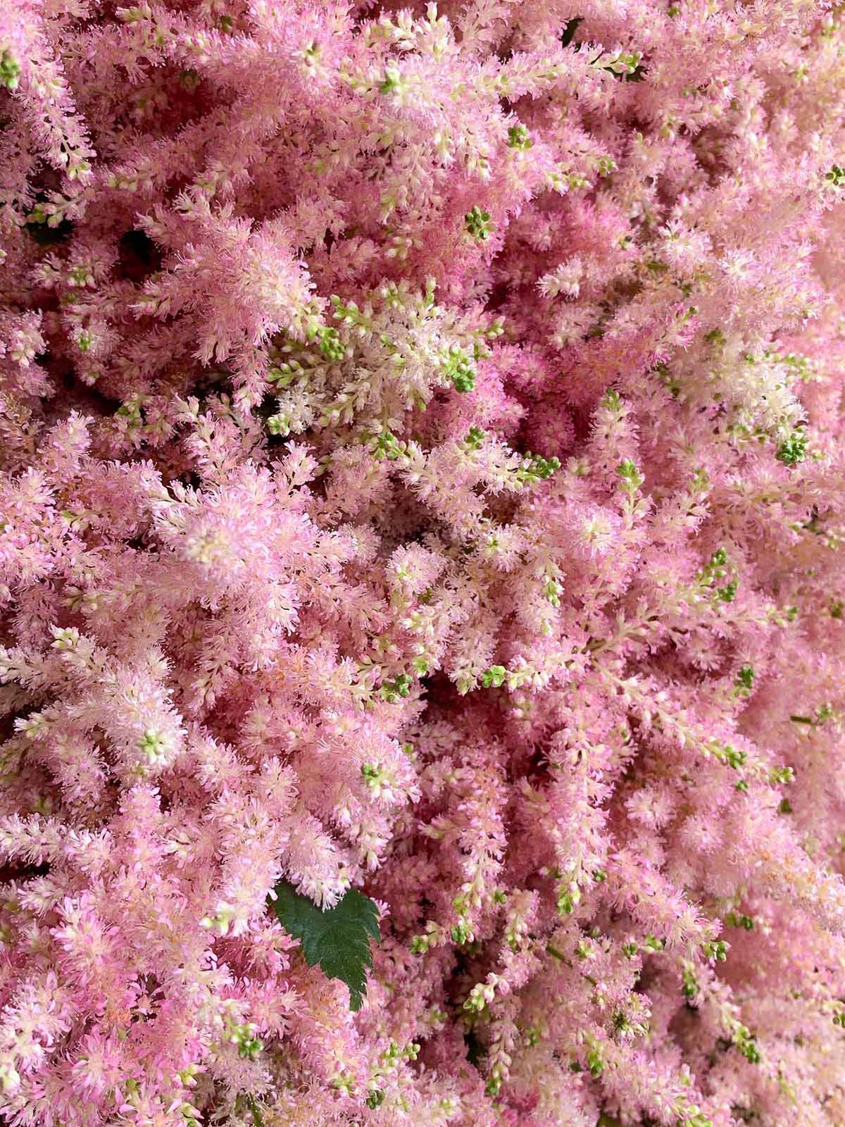 20 Flowers That Fit Into Your Genuine Pink Color Palette - Astilbe Pink 1
