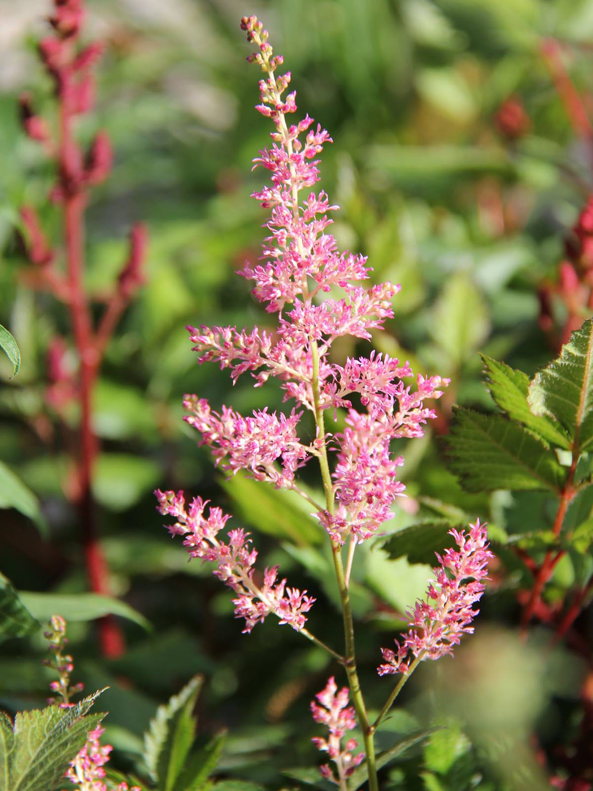 20 Flowers That Fit Into Your Genuine Pink Color Palette - Astilbe Pink 2