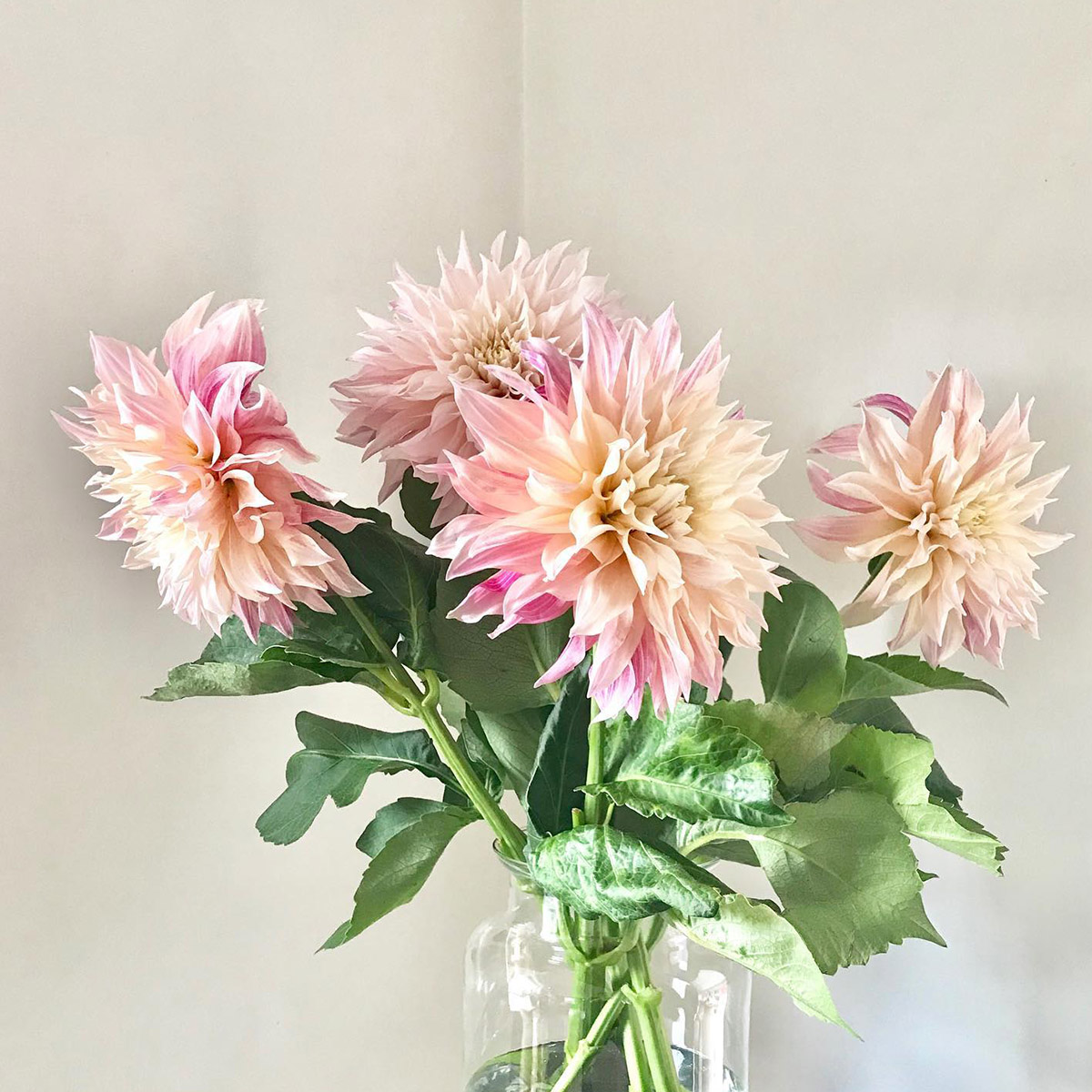 20 Flowers That Fit Into Your Genuine Pink Color Palette - Dahlia Café au Lait 2