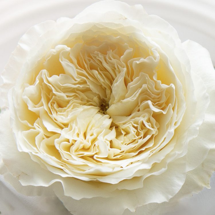 The Buttermilk Ruffles of the Rose David Austin Patience005