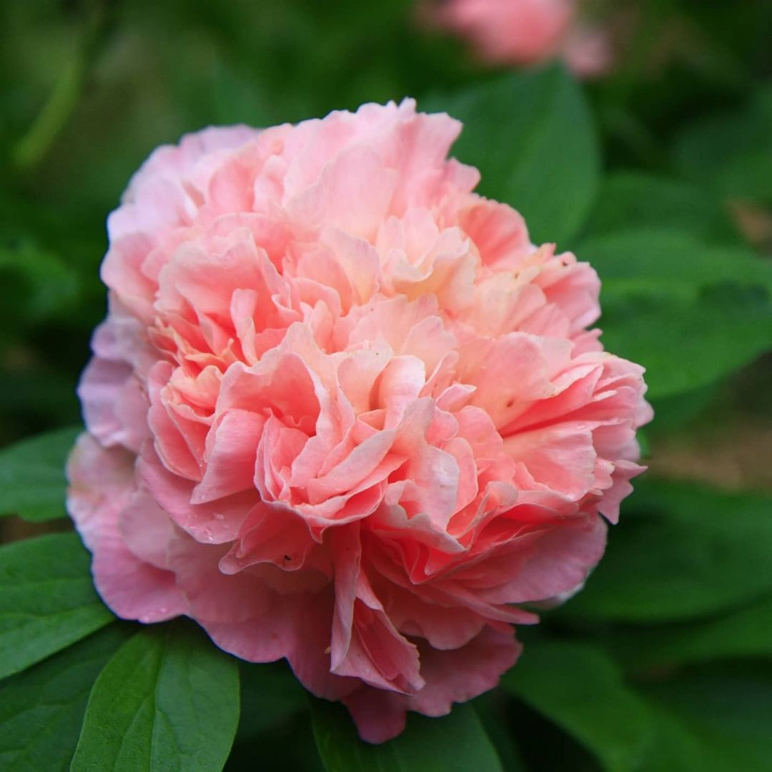 The Peony Lois' Choice Can Easily Become One of Your Favorites004