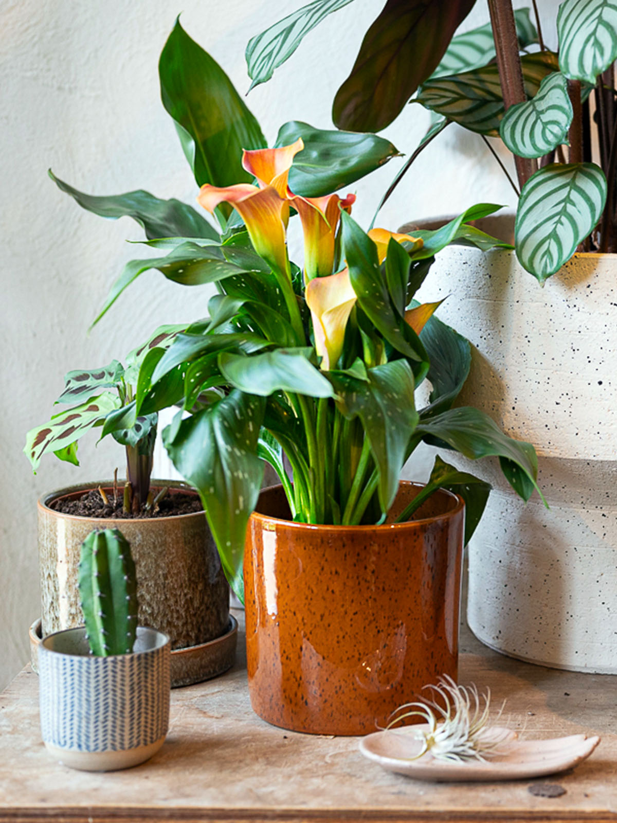 Did You Ever Consider Calla as a Pot Plant 12