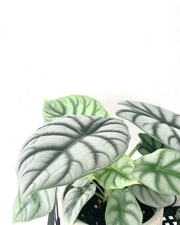 The Alocasia Silver Dragon is a Little Gem Among Tropical Plants002