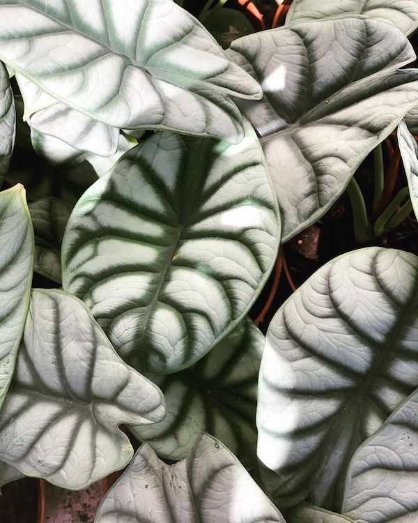 The Alocasia Silver Dragon is a Little Gem Among Tropical Plants011