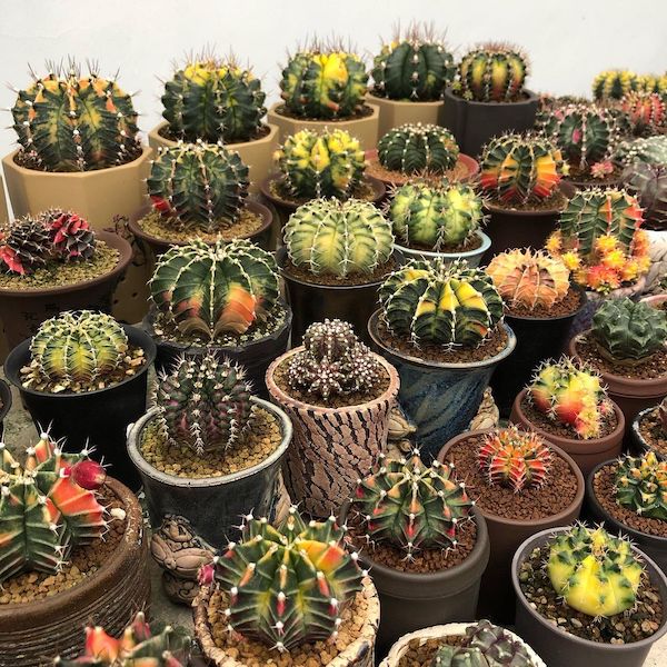 7 Cacti That Will Look Great in Your Plant Collection002