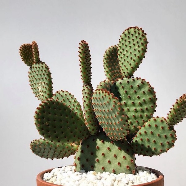 7 Cacti That Will Look Great in Your Plant Collection004