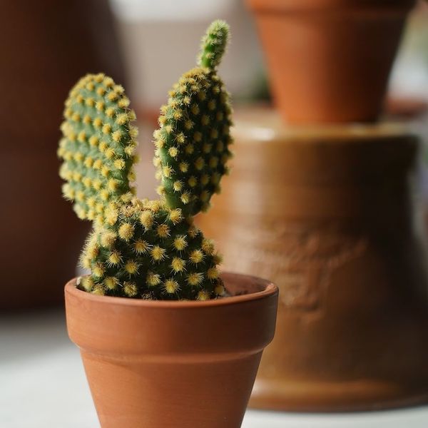7 Cacti That Will Look Great in Your Plant Collection005