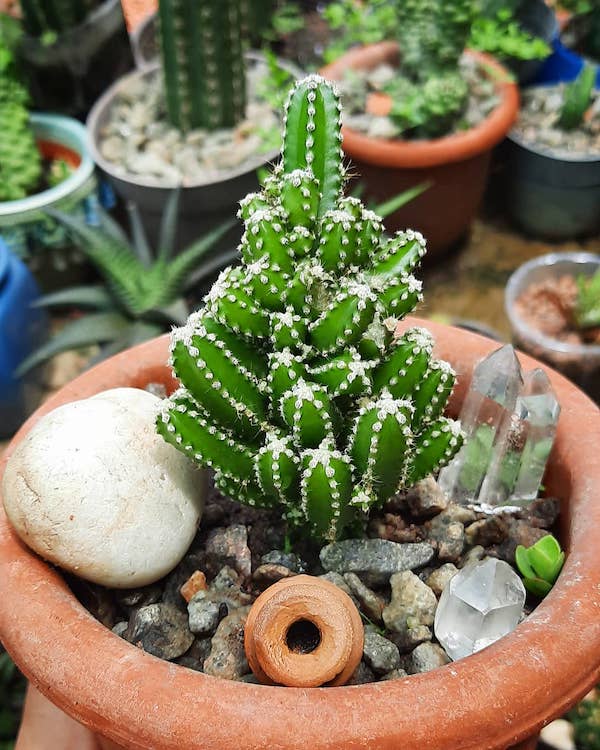 7 Cacti That Will Look Great in Your Plant Collection015
