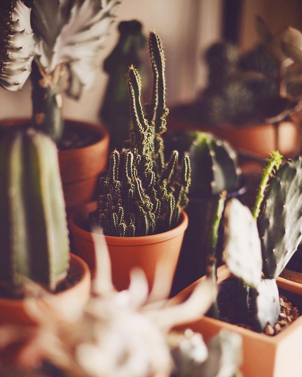 7 Cacti That Will Look Great in Your Plant Collection017
