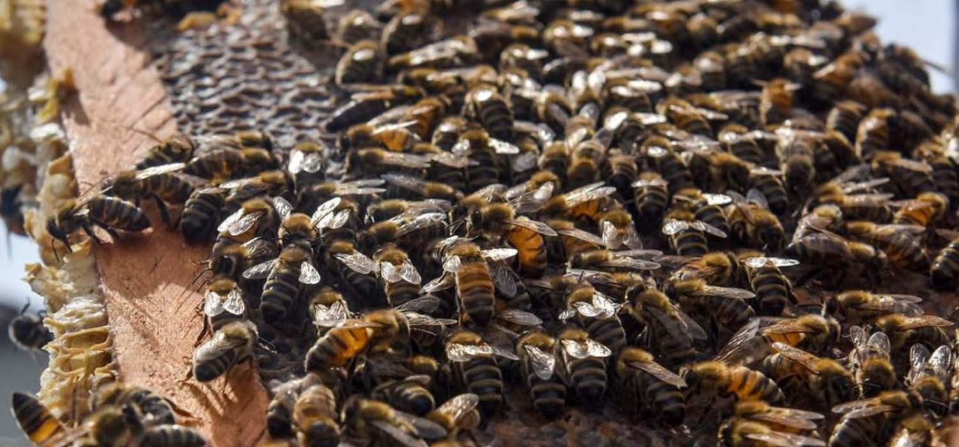 Honey Highway post on Thursd bees