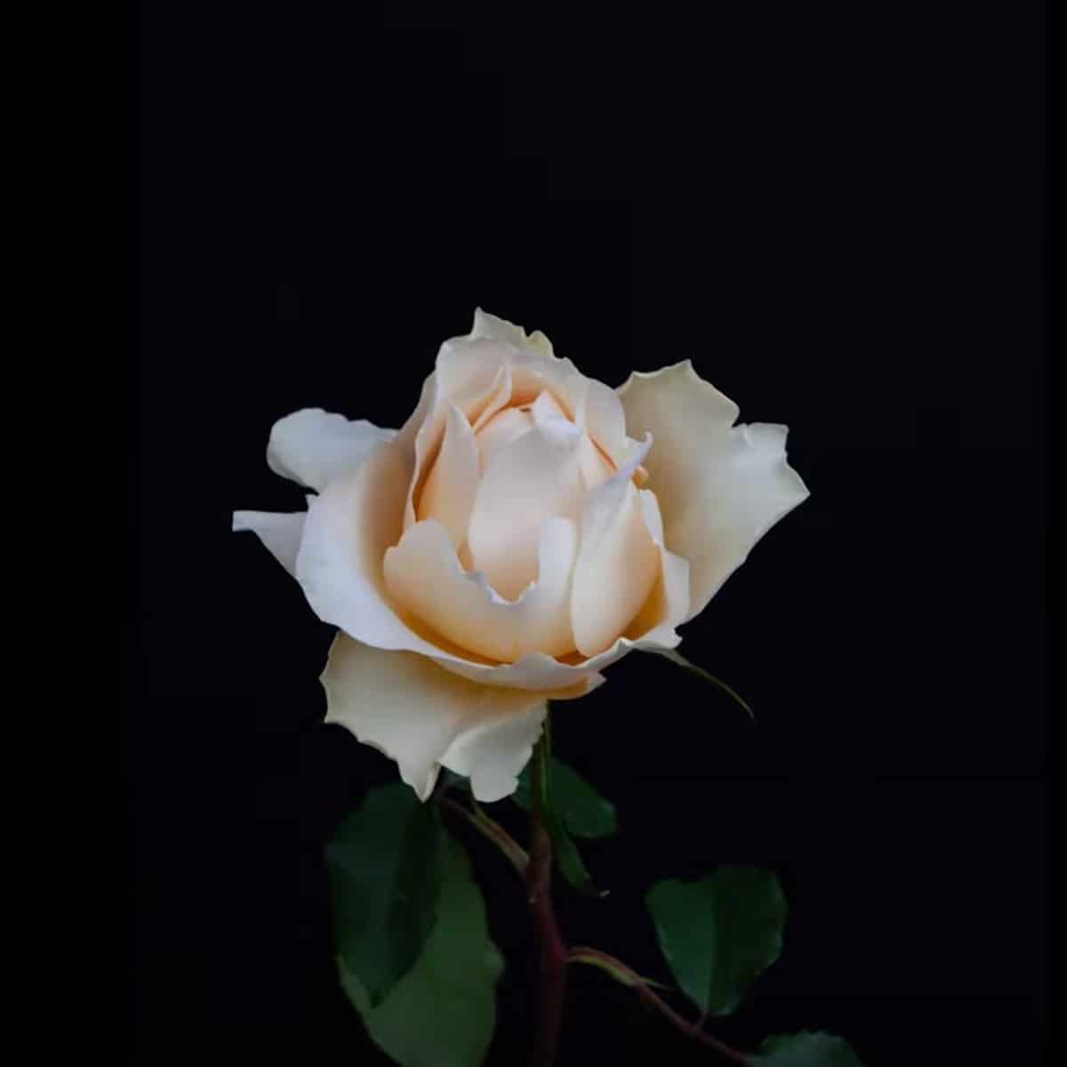 David Austin Wedding Rose Effie™  Time Lapse - FlowerBook on Thursd - 02