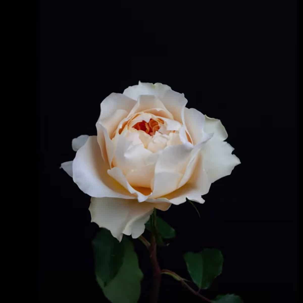 David Austin Wedding Rose Effie™  Time Lapse - FlowerBook on Thursd - 03
