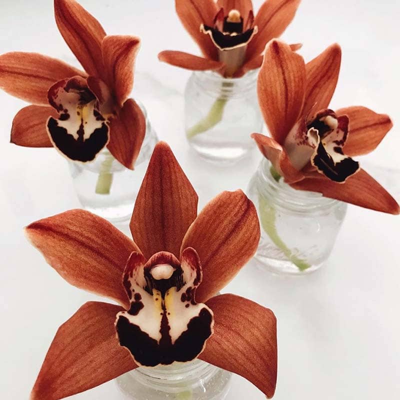 cymbidium orchid brown product blog on Thursd in a vase