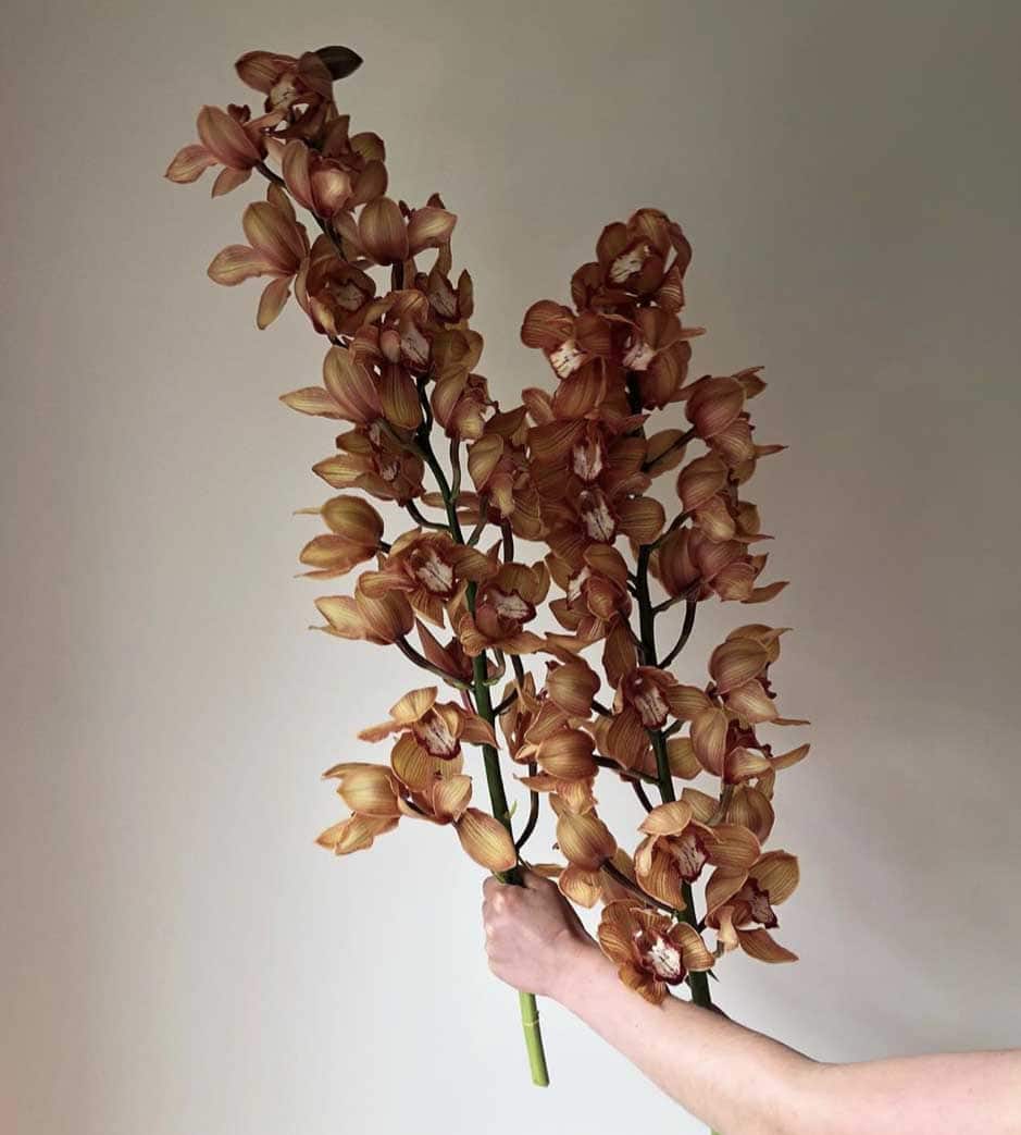 Cymbdium orchid on Thursd instagram