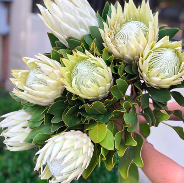 white protea king @helenoliviaflowers