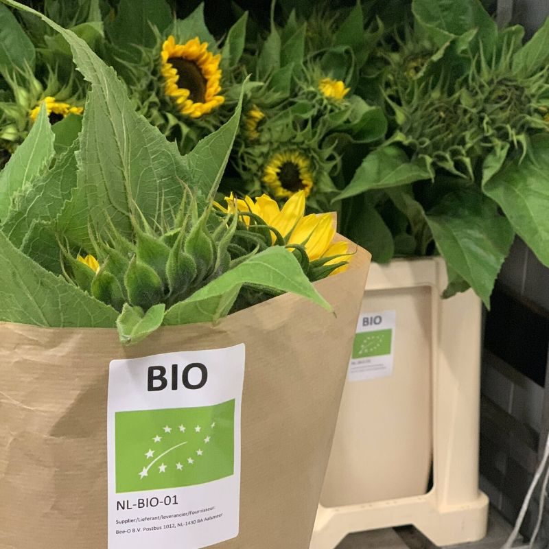 Bee-O on Thursd. - Organic Sunflowers