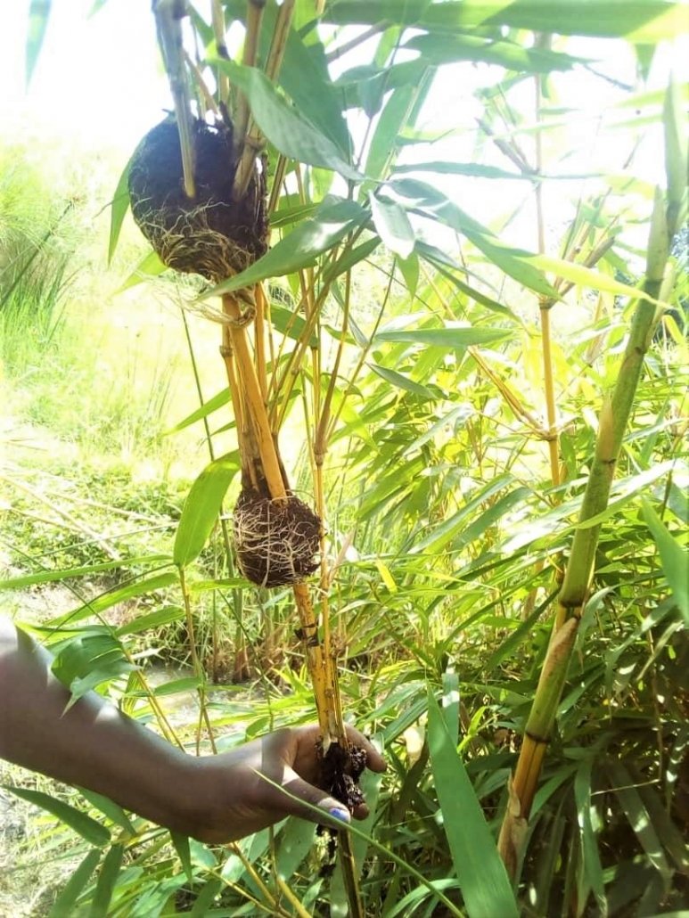 Bamboo Village Uganda - On Thursd - propagation