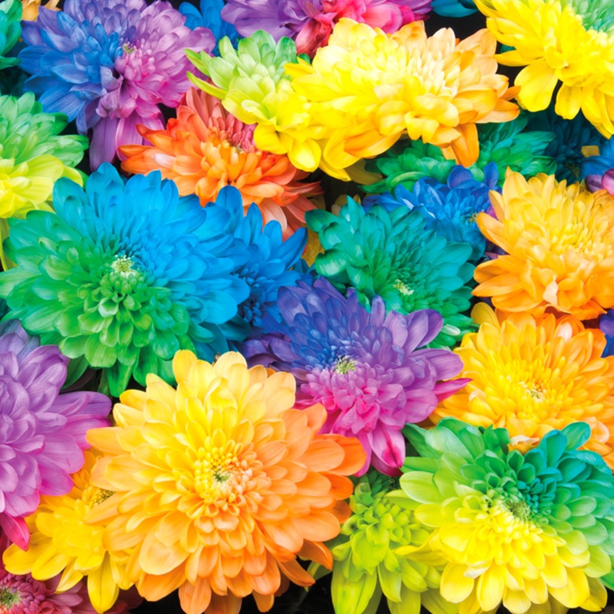 Peter Vrouwe - A plea for colored flowers - Rainbow Chrysanthemums - on Thursd HIghlight (1)