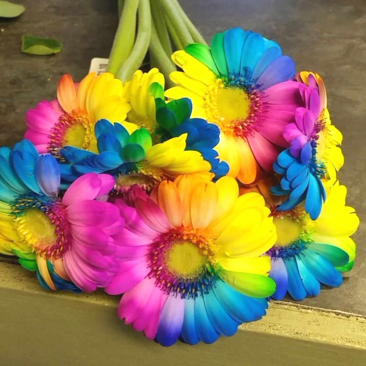Peter Vrouwe - A plea for colored flowers - Rainbow Gerberas - on Thursd HIghlight