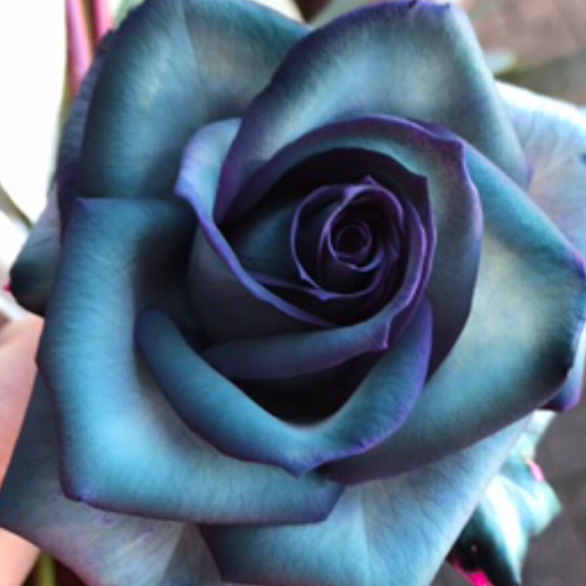 Kat Bass Blue Dyed Rose - on Thursd Highlighted