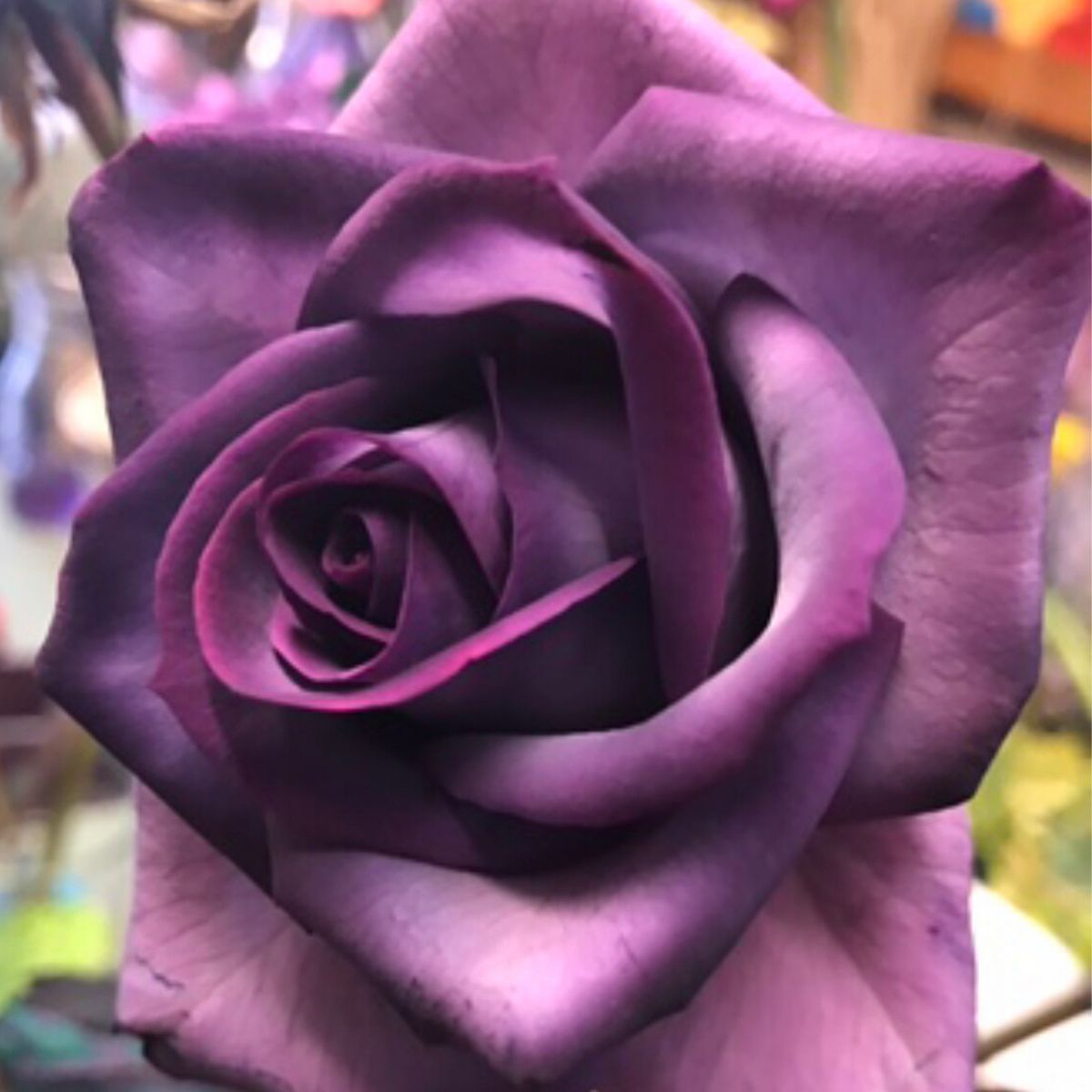 Kat Bass Purple Dyed Rose - on Thursd Highlighted