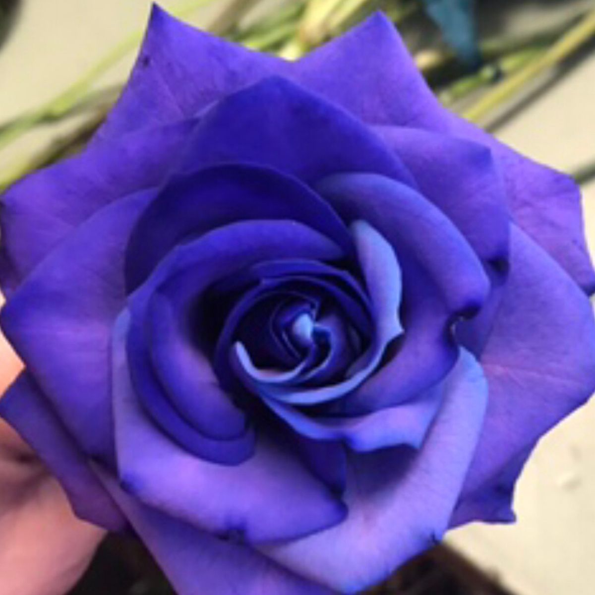 Kat Bass Violet Dyed Rose - on Thursd Highlighted