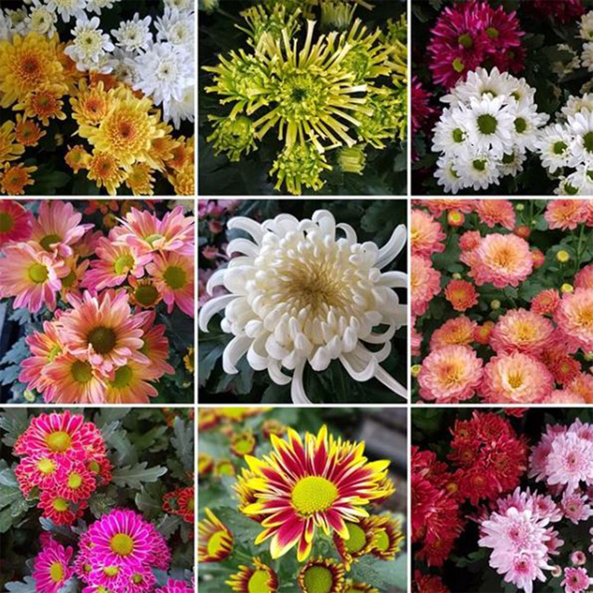 Top 10 Healthy Plants -  Chrysanthemum