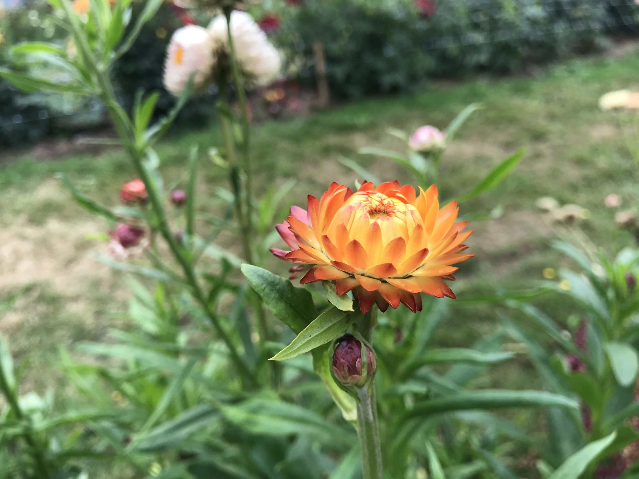 Helichrysum or Xerochrysum Bracteatum orange - regine motmans blog on thursd