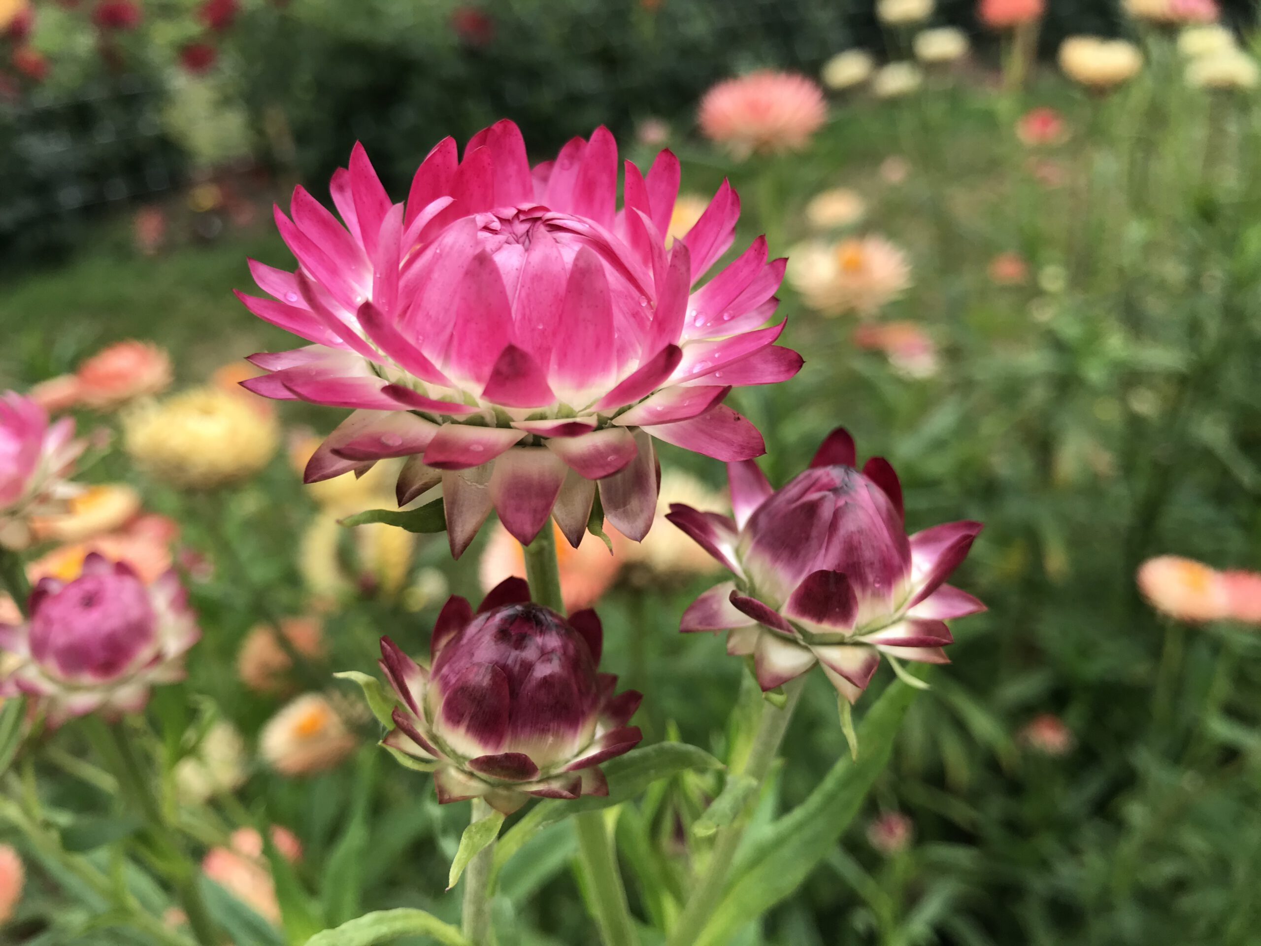 Helichrysum or Xerochrysum Bracteatum pink - regine motmans blog on thursd