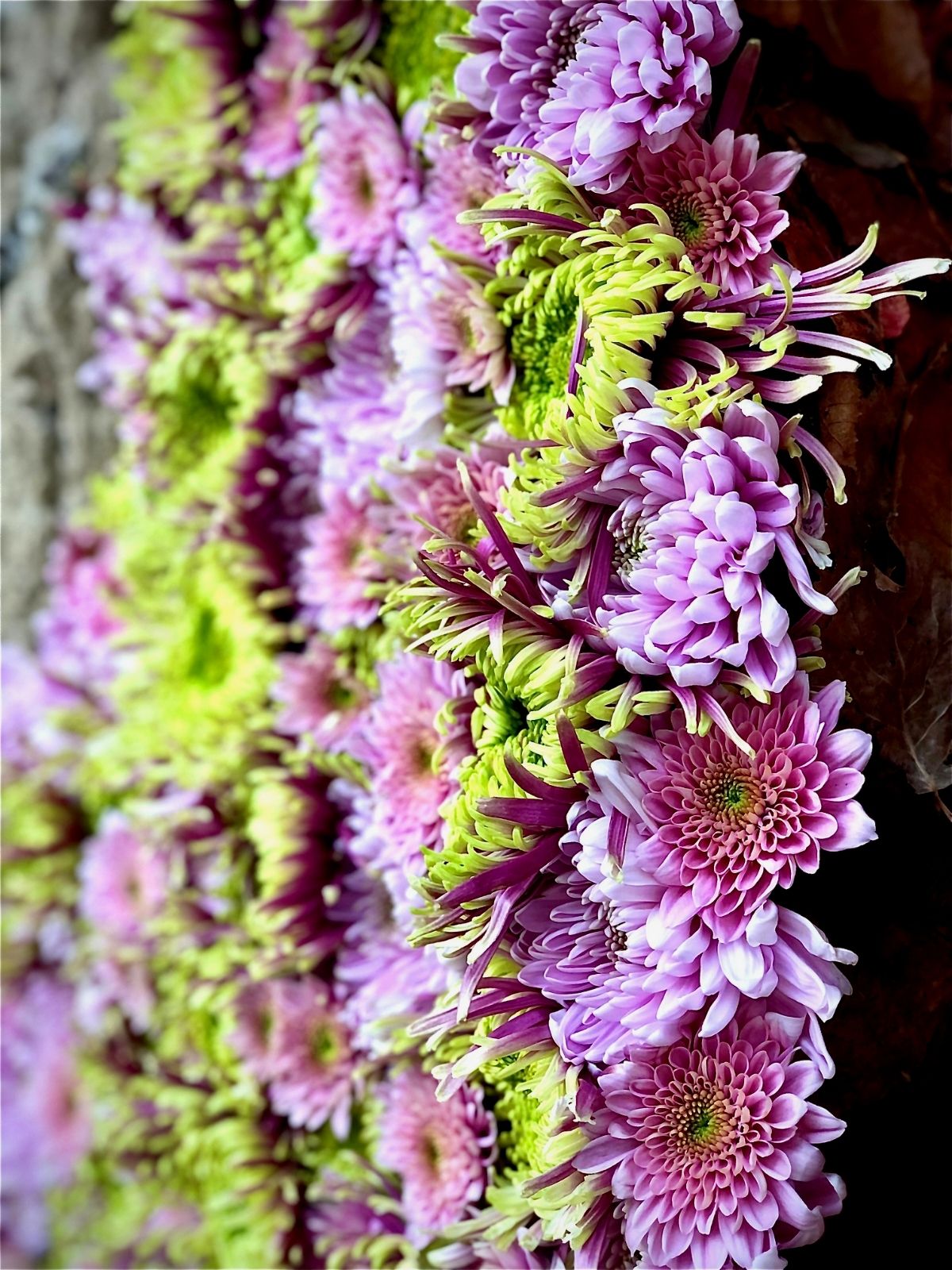 Design Japanese Garden 2 Haiku in bloom by Christa Ory -  flowers Just Chrys  - Blog on Thursd