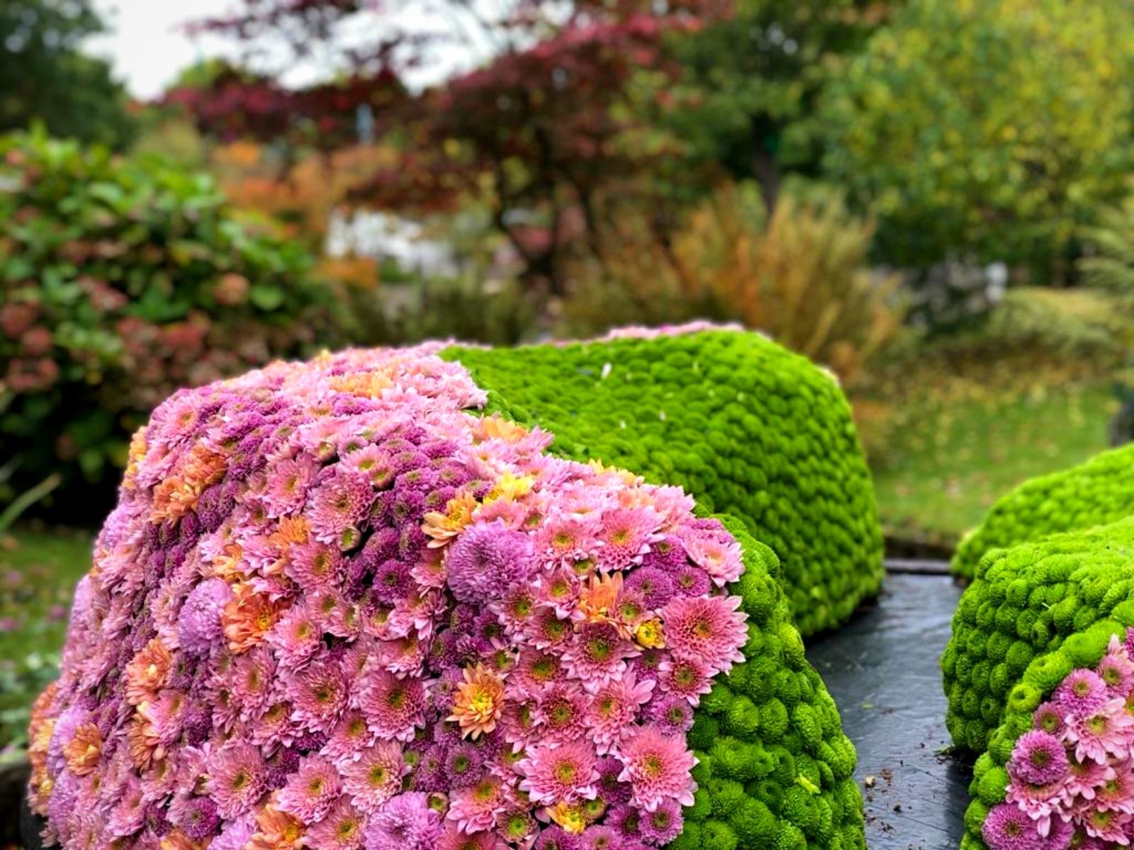 Chrysanthemums in Japanese Garden Hasselt for Haily in Bloom  chrysant - Blog on Thursd