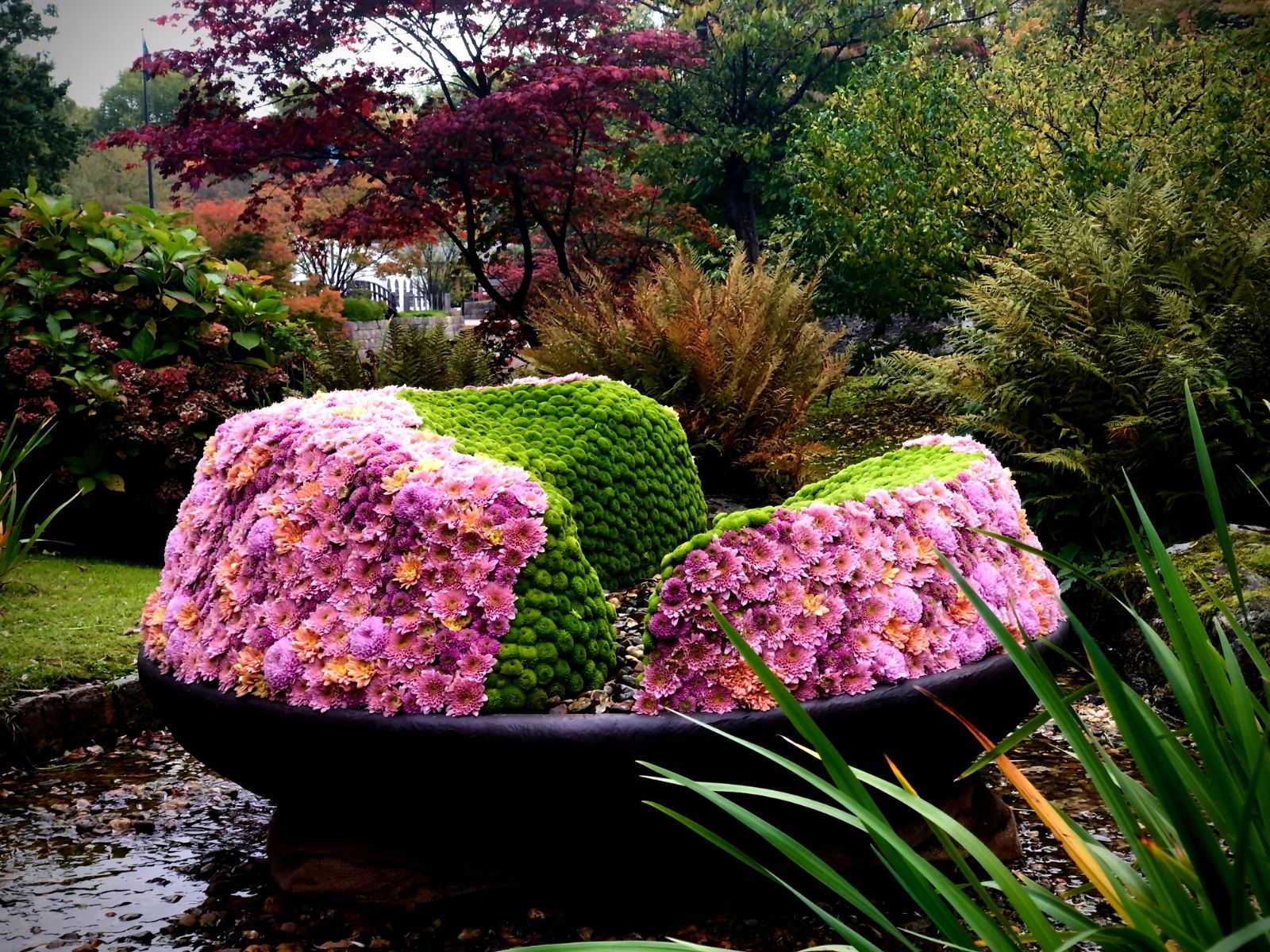 Chrysanthemums in Japanese Garden Hasselt for Haiku  in Bloom  chrysant -Liz Rosales  Blog on Thursd