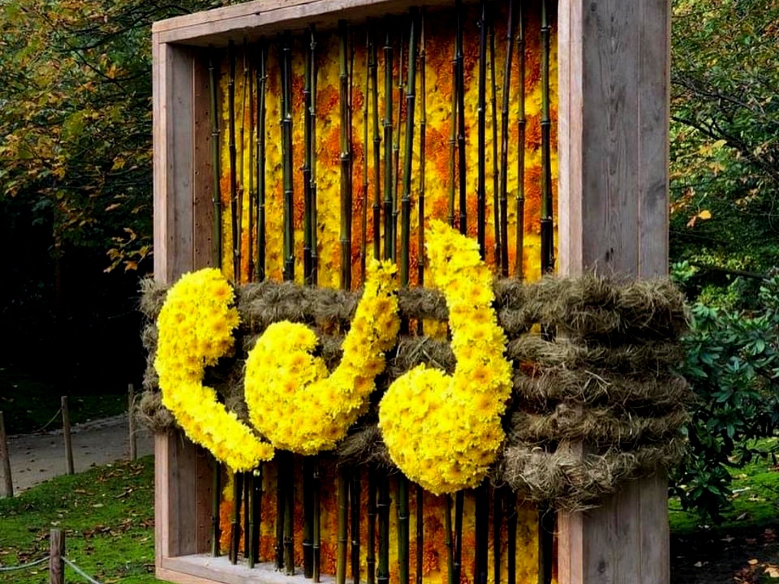 Tuba Belgin Oskan Chrysanthemums in Japanese Garden Hasselt for Haiku  in Bloom - Just Chrys - Blog on Thursd