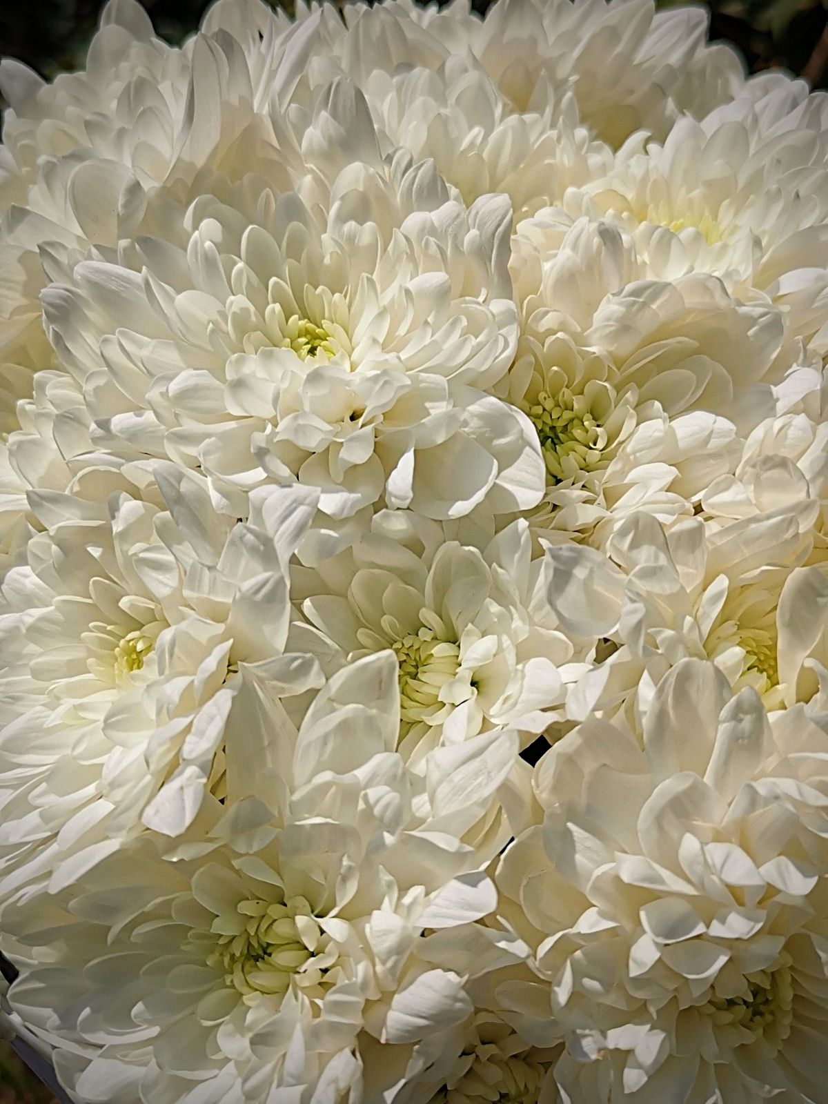 Sarah Willemart with Pina Colada White Chrysanthemum - on Thursd 03