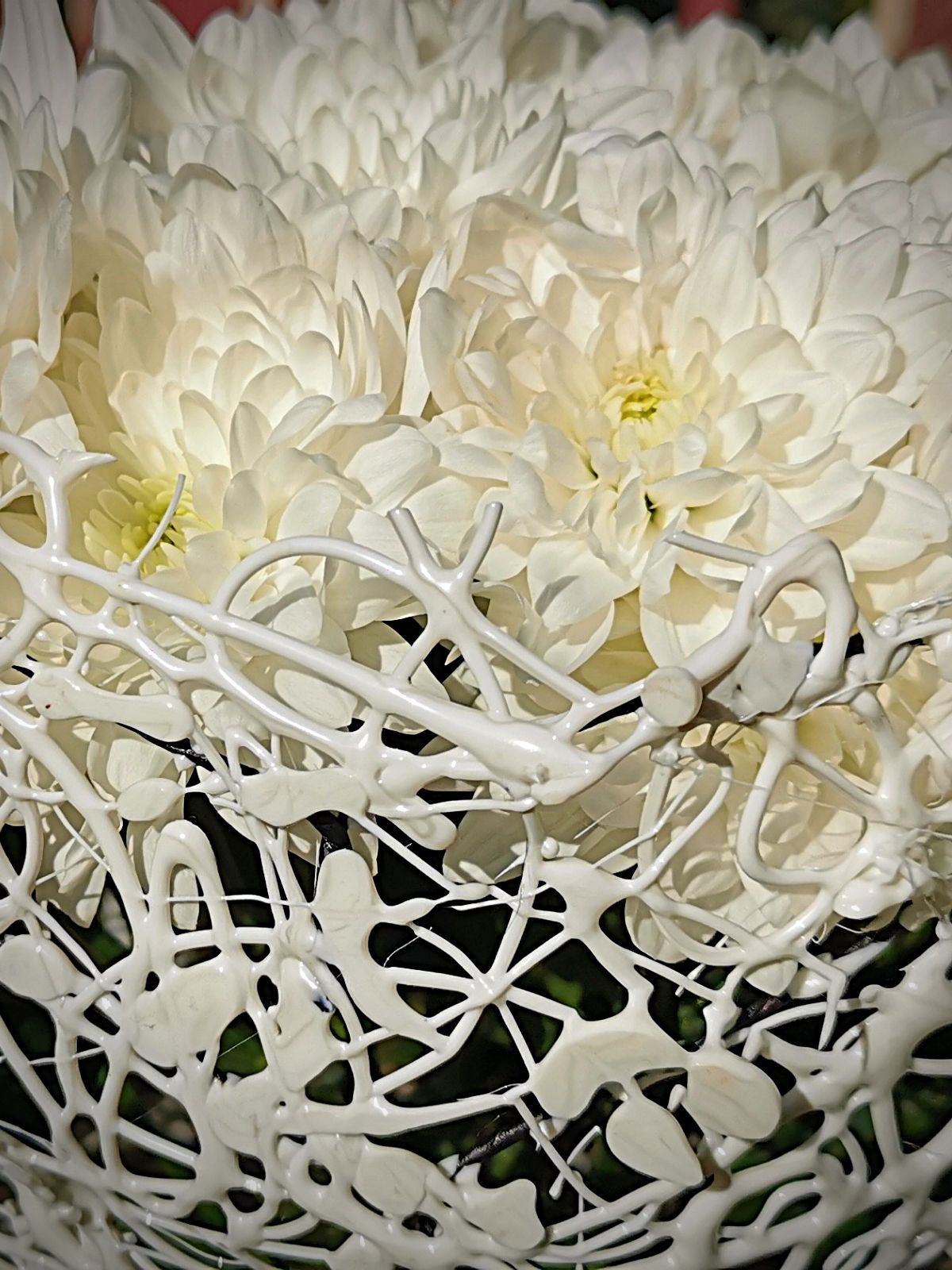 Sarah Willemart with Pina Colada White Chrysanthemum - on Thursd 04