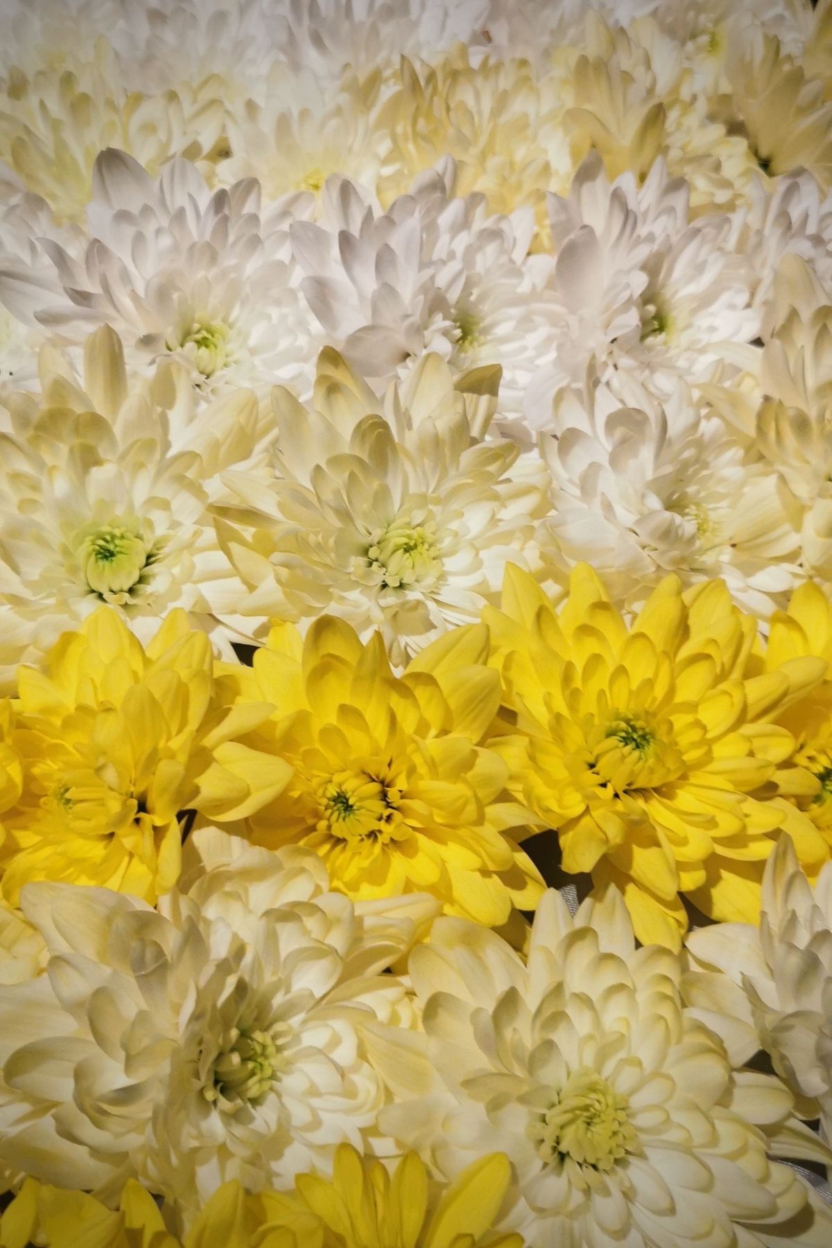 Sarah Willemart  Pina Colada Chrysanthemum - on Thursd Petticoat 1
