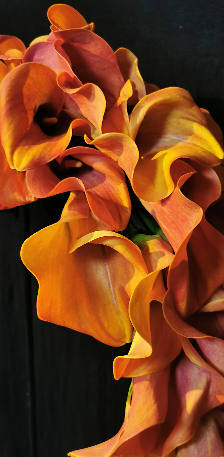 Callas for a Scorched Earth by Sarah Willemart 22