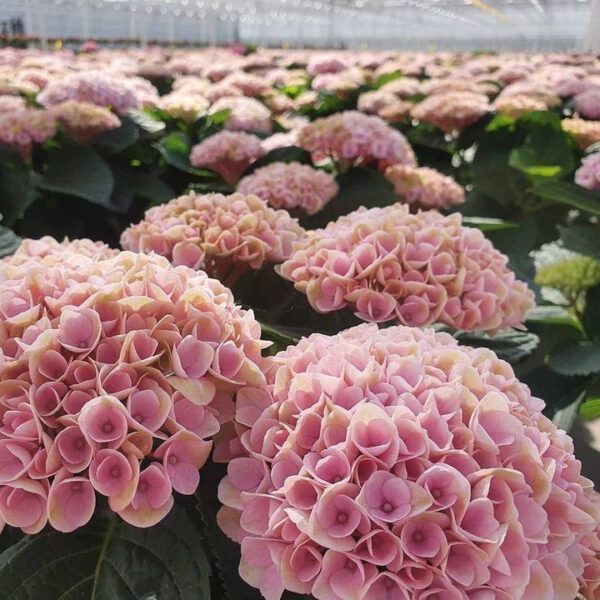 Bring Nature's Vitality Into Your Home and Garden - magical hydrangea greenhouse- on thursd