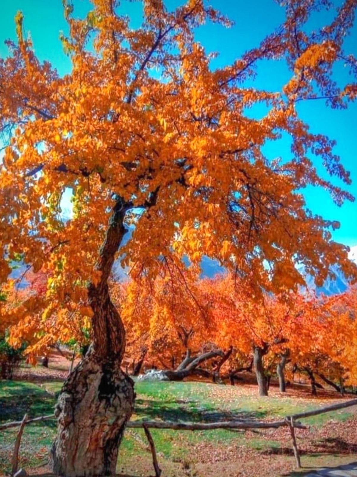 Farida Kalim and the Glory of Autumn in Pakistan  - Scorched Earth -  Blog on Thursd (1)