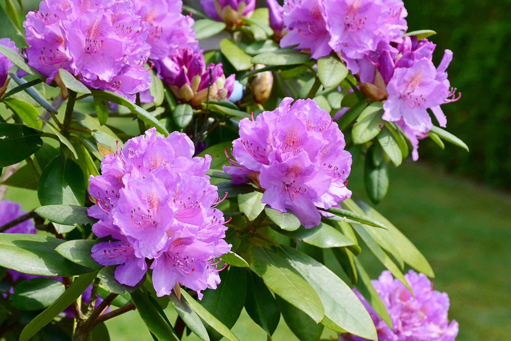 Lovely Shrubs That Bloom All Year Azalea (Rhododendron) 