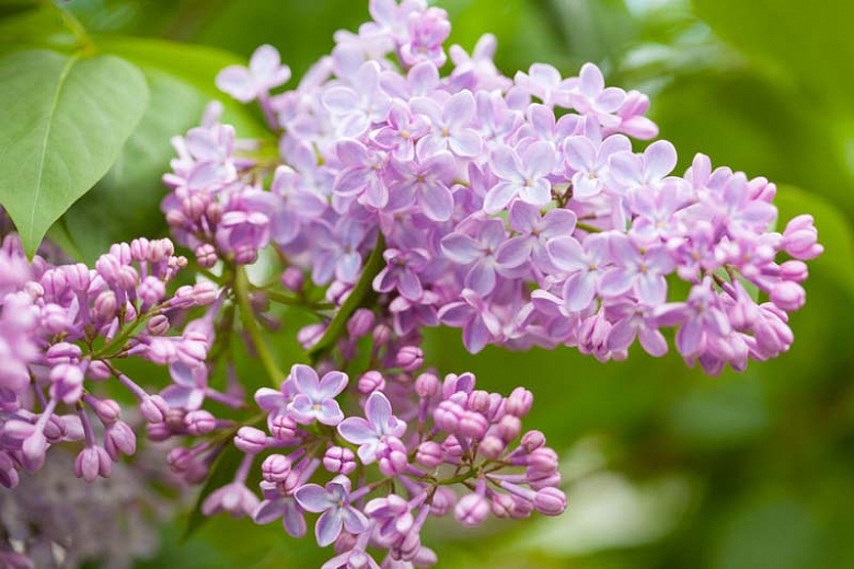 Lovely Shrubs That Bloom All Year Lilac (Syringa vulgaris)