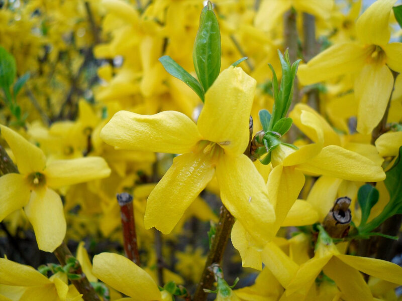 Lovely Shrubs That Bloom All Year Forsythia